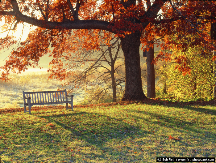 Fall Bench