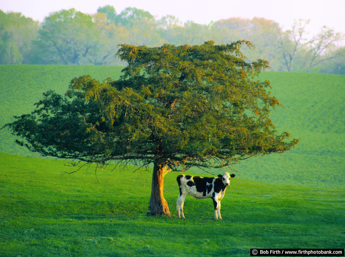 Lone Cow