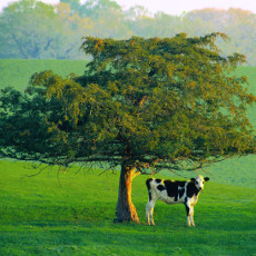 Lone Cow