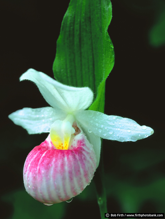 Showy Lady's Slipper