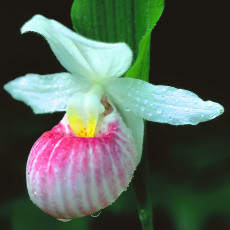 Showy Lady's Slipper