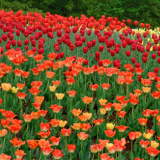 Tulips